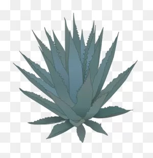 11 Agave Ideas | Agave, Plant Tattoo, Tequila Agave