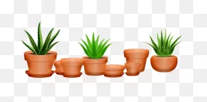 300  Free Agave & Plant Images