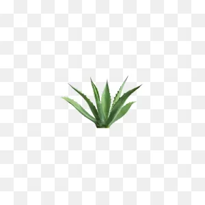 Agave Nectar Raw - Organic