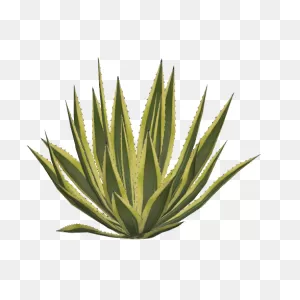 Agave Americana Marginata (Felipeepilef) | Zt2 Download Library ClipartFlare.com 