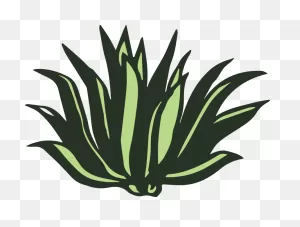 Agave Clipart - Full Size Clipart (#5349341) - ClipartFlare