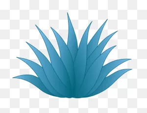 Blue Agave Plant | Blue Agave Plant, Agave Plant, Blue Agave