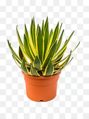 Buy Agave Lopantha Green/yellow 27/18 Soilculture? | Nieuwkoop Europe