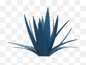 Clip Freeuse Stock Agasalhos Png Image Related Wallpapers - Agave ClipartFlare.com 