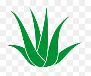 Good Medical Balance Center Chemnitz In Chemnitz With - Agave ClipartFlare.com 