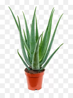 60Cm Tall Aloe Vera — Horticure