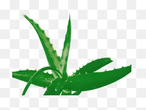 Aloe Clipart Terrestrial Plant - Aloe Vera - Png Download - Full ClipartFlare.com 