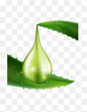 Aloe Queen | A Reliable Source For Your Aloe Vera Needs