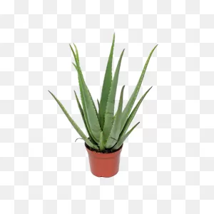 Aloe Vera Plant
