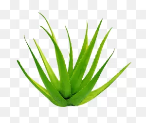 Aloe Vera Gel Png Image | Png All