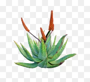 Aloe Barbadensis, Aloe Vera, The Plant Of Immortality – Heliotrope ClipartFlare.com 