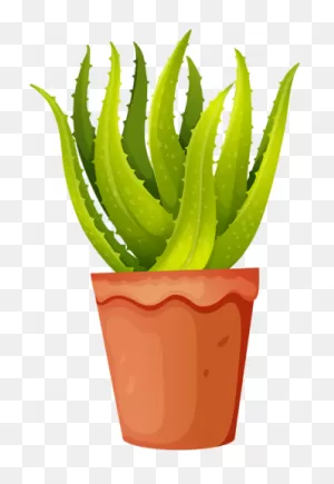 Aloe Vera Plant - Aloe Vera Plant Clipart | Full Size Png Download ClipartFlare.com 