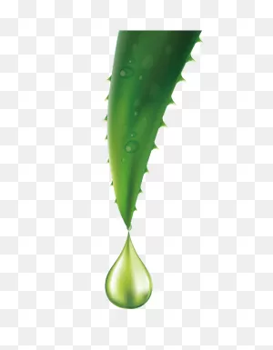 Aloe Queen | A Reliable Source For Your Aloe Vera Needs
