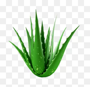 Aloe Vera Leaf Clipart - Plants, Plant, Grass, Transparent Clip Art
