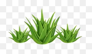 Benefits Of Organic Aloe Vera - ClipartFlare