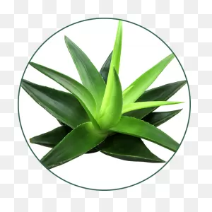 Gel De Aloe Vera - Aloe Vera Clipart - Full Size Clipart (#3930145 ClipartFlare.com 