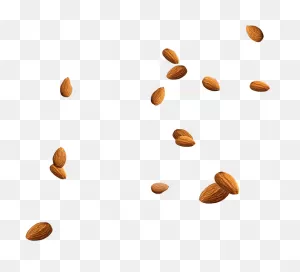 Almond Nuts Png Clipart - Almonds Png Transparent Png - Full Size ClipartFlare.com 