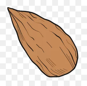 Almond Clipart. Free Download Transparent .png | ClipartFlare