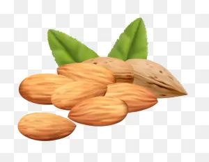 Download Almond Png Clipart Image - Nuts Vector Png Png Image With ClipartFlare.com 