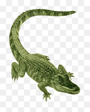 Free Alligator Cliparts, Download Free Alligator Cliparts Png ClipartFlare.com 