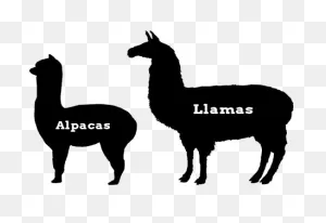 Alpaca Facts | 5R Alpacas