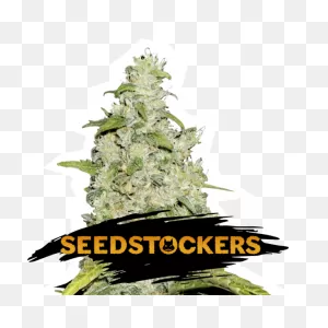 Amnesia - Auto Cannabis Seed