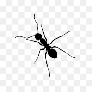 Ant Clipart. Free Download Transparent .png | ClipartFlare