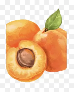 Apricot | Dessert Shop Rose Wiki | ClipartFlare