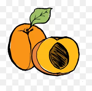 Apricot Clipart - Full Size Clipart (#752107) - ClipartFlare