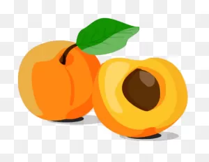 Apricot Clipart Orange Fruit - Png Download - Full Size Clipart ClipartFlare.com 