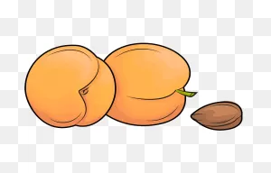 Apricots And An Apricot Kernel Clipart. Free Download Transparent ClipartFlare.com 