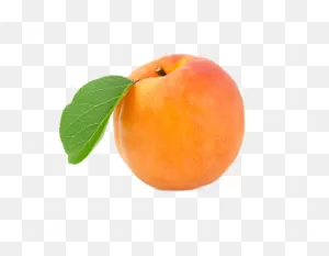 Apricot Png Image - ClipartFlare | Free Transparent Cc0 Png Image Library