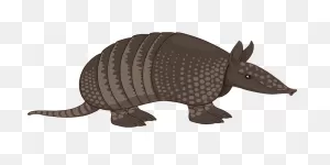 40  Free Armadillo & Animal Images