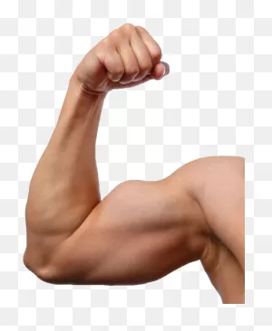 Muscle - Man Arm Clipart - Full Size Clipart (#3586830) - ClipartFlare