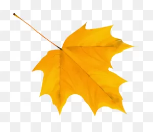 Autumn Leaf As A Graphic Illustration Free Image Download