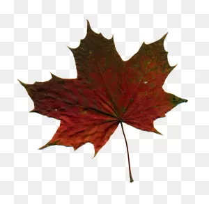Download Download Yellow Autumn Leaf Clipart Png Photo - Autumn ClipartFlare.com 
