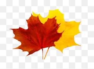Fall Leaves Clip Art - Beautiful Autumn Clipart & Graphics