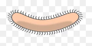 Bacteria Germ Pathogene - Free Vector Graphic On ClipartFlare