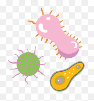 Bacteria Clipart. Free Download Transparent .png | ClipartFlare
