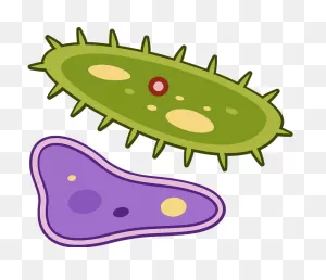 Bacteria Clipart. Free Download Transparent .png | ClipartFlare