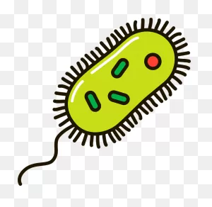 Bacteria Clipart. Free Download Transparent .png | ClipartFlare