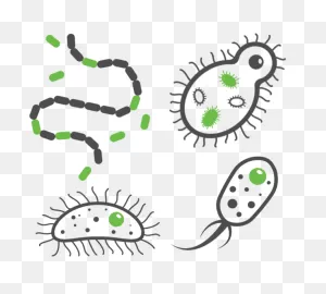 Common Bacterial Infections | Antibiotic Research Uk