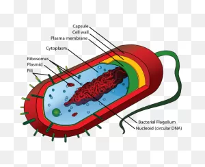 The Bacteria Battle ( Real World ) | Algebra | Ck-12 Foundation