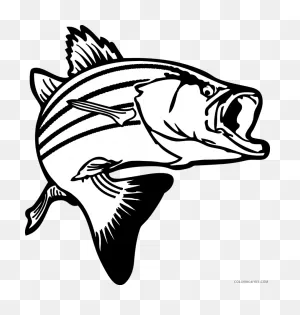 Bass Fish Coloring Pages Fish Bass Png Printable ClipartFlare ClipartFlare.com 