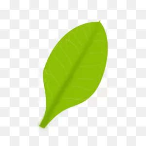 Green Banana Leaf | Free PNG-WebP
