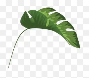 Tropical Leaves Palm Banana Monstera Mugs Clipart - Full Size ClipartFlare.com 