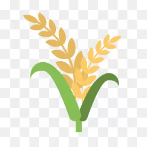 Barley Ear, Organic Farming, Rye, Wheat, Whole Grains Icon ClipartFlare.com 