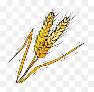 Barley Vector | ClipartFlare – Free Png Library