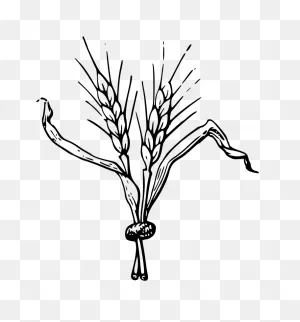Barley Clipart - Clipart Suggest