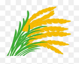 Download Cornfield Drawing Barley Field Clipart Free Stock - Rice ClipartFlare.com 